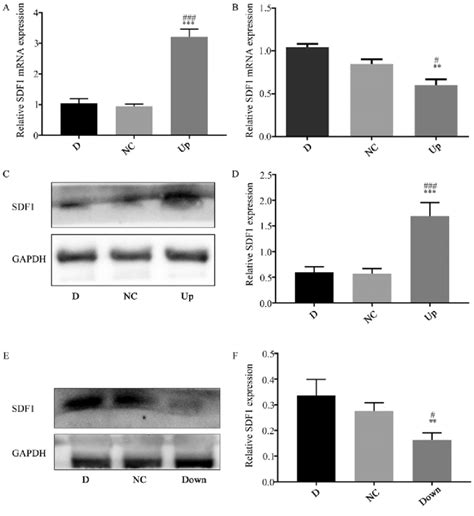 Upregulation And Downregulation Of SdF1 Expression In Nucleus Pulposus