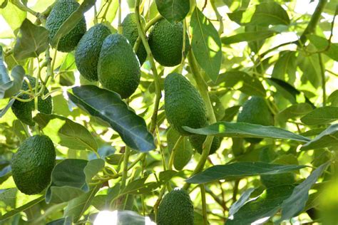 What Is Avocado How To Plant Grow And Harvest Avocado Gardeners