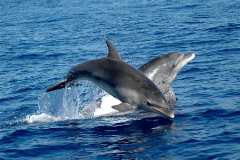 Boat Trip With Dolphin Watching And Snorkelling In The Gulf Of Alghero