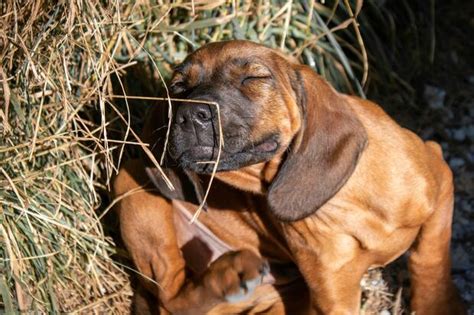 Consultorio Wuf C Mo Saber Si Tu Perro Tiene Alergia Primaveral