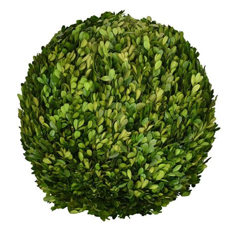 Preserved Boxwood Ball 16 Boxwood Balls Preserved Boxwood Artificial Topiary