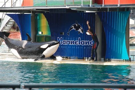 Marineland L Orque Inouk Vient De Mourir Nous Sommes En Deuil