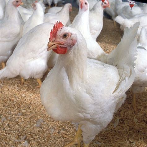 Broiler Chicken – Ntiwane Livestock Farm