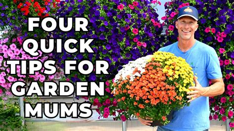 Four Quick Tips For Garden Mums Youtube