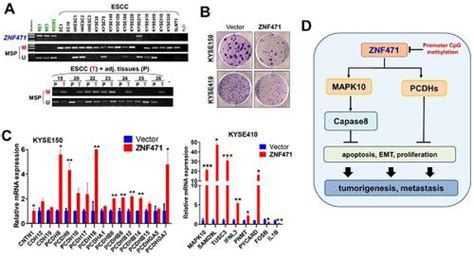 19q13 Krab Zinc Finger Protein Znf471 Activates Mapk10jnk3 Signaling