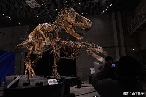 Yang次回41ua On Twitter Rt Dinoexpo2023 恐竜博2023 開幕🎉 📅 314（火