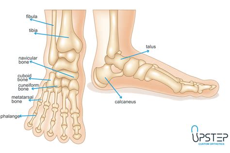 Anatomy Of A Foot Diagrams And Physiology