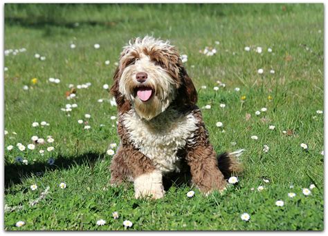 Australian Labradoodle Breeder Spring Creek Labradoodles