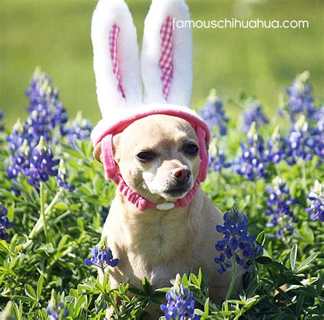 Happy Easter Enjoy Our Gallery Of Chihuahuas Dressed Up In Easter