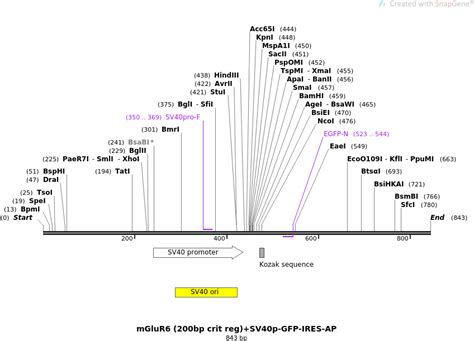 Addgene MGluR6 200bp Crit Reg SV40p GFP IRES AP Sequences