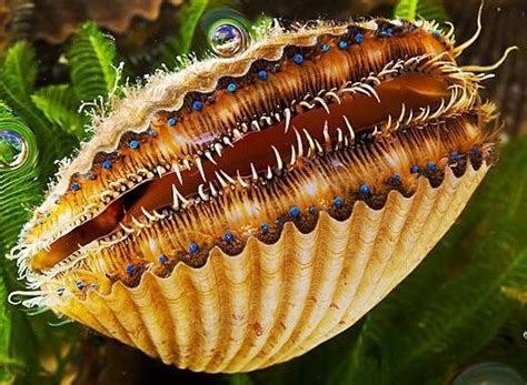 Oyster Eyes Rnatureismetal