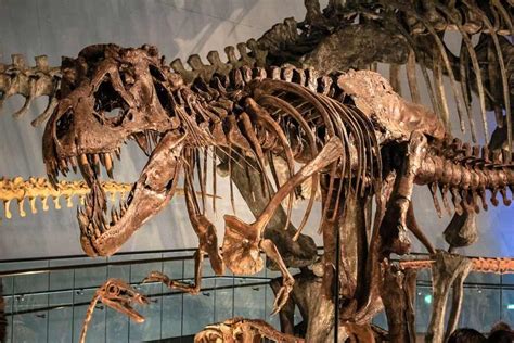 Auction Of T Rex 67 Million Years Old T Rex Will Be Auctioned In