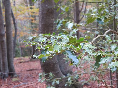 Sentir con Flores de Bach Pilar Vidal Clavería Beech y Holly en un