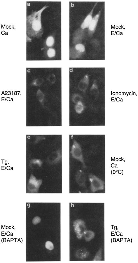 Inhibition Of Nuclear Import Of Nucleoplasmin By Intracellular Calcium