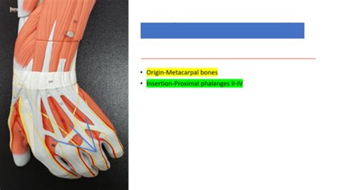 Muscles Of The Hand Flashcards Quizlet