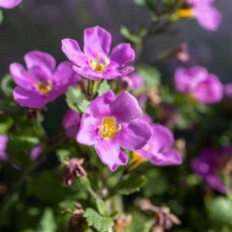 Bacopa Monnieri Herb Bacopa Is Medicinal Herb Used In Ayurveda Also