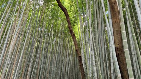 Kyoto famous bamboo forest stock photo. Image of tree - 271084994