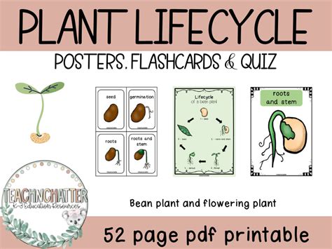 plant-life-cycle-pictures-to-print | Teaching Resources