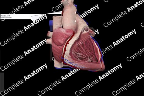 Aortic Arch | Complete Anatomy