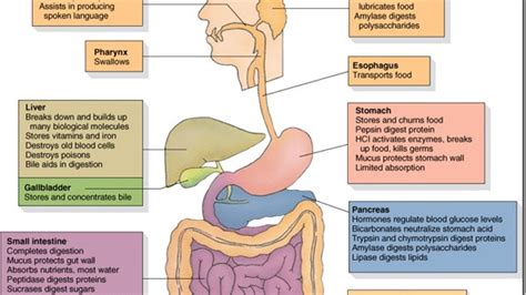 Organs Of The Digestive System And Their Functions