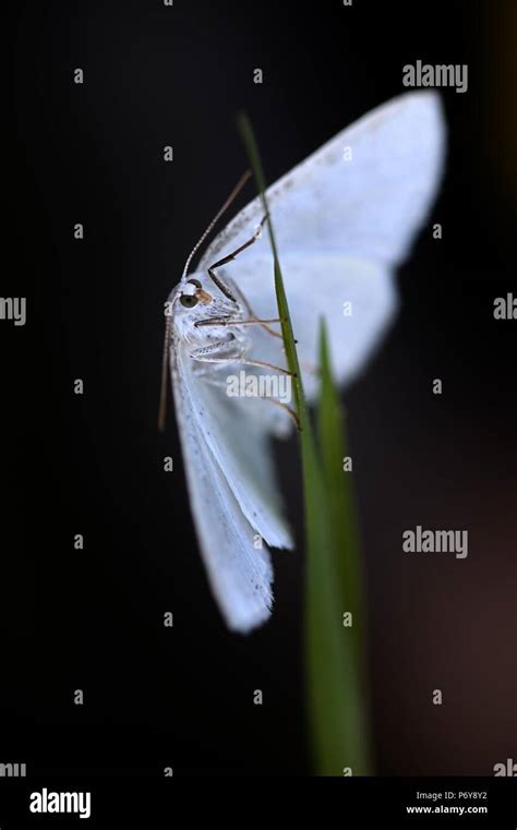 Common White Wave Moth Cabera Pusaria Stock Photo Alamy