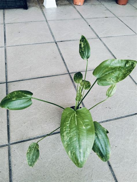 Echinodorus Cordifolius Variegated Aquariums Plant Furniture Home