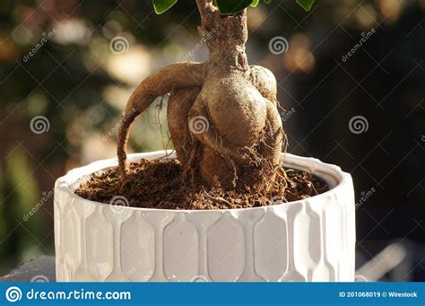 Toma De Conciencia De Una Planta De Ficus Microcarpa Imagen De Archivo