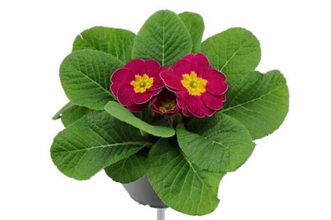 Primula Cairo Rose Plant Wholesale Floraccess