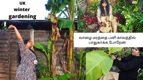 Banana Plant Winter Care Uk Gardening Vlog England Thamizhachi