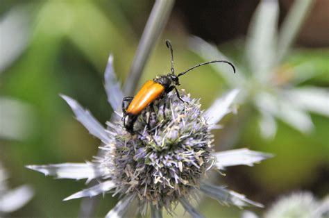 L Agrion De L Oise Association Pour Le D Veloppement Dune Image