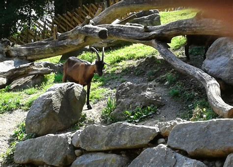 Trfihi Parks Parks Alpenzoo Innsbruck