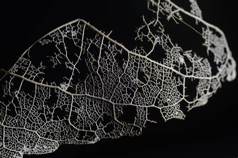 Leaf Skeleton by idyle on DeviantArt