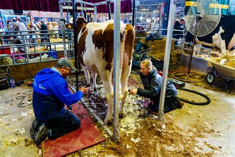 Grooming Your Cow Editorial Image Image Of Cattle Exhibit 136323000