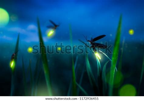 Glowing Firefly On Grass Filed Night Stock Photo (Edit Now) 1172936455