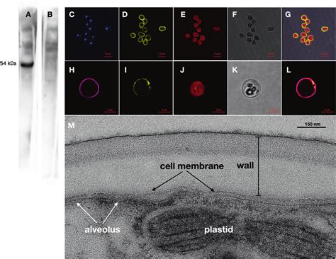 Western Blot And Immunofluorescence Localisation Of Bmsweet To The