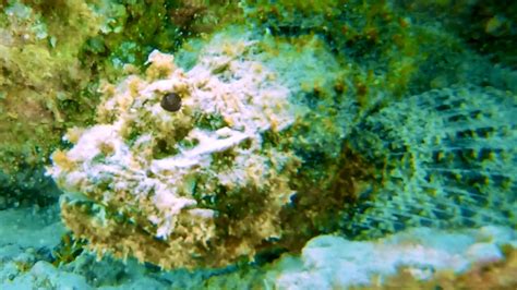 Awesome Ocean Life Of Cozumel As One Of The Most Poisonous Fish In The