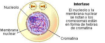 Interfase P Gina Web De Biologialucreciamoreno