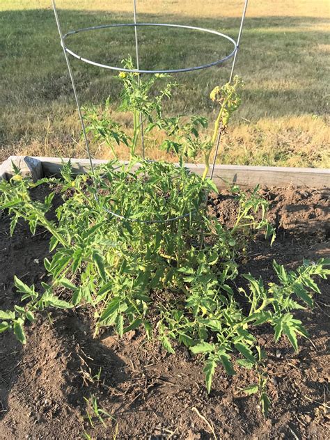 Clover House: All Natural Garden Spray for Aphids
