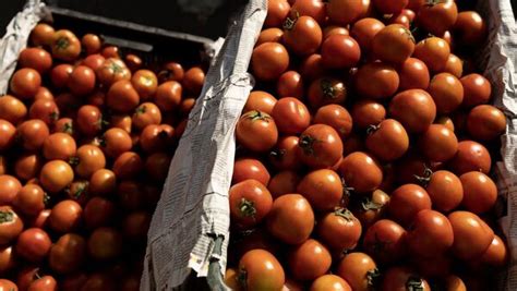 Tomatoes Prices May Surge More Than ₹100 Kg Report Today News