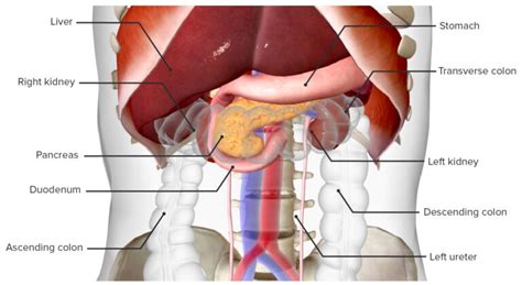 Surgical Anatomy Of The Abdomen Concise Medical Knowledge