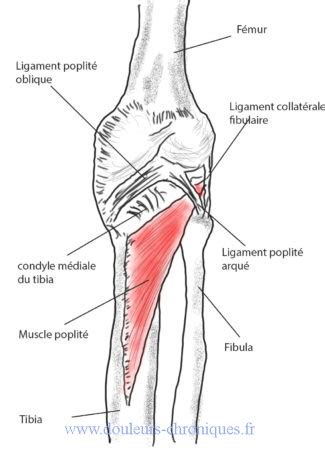 Muscle poplité PhysioStudent