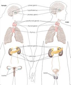 Endocrine System Anatomy Britannica