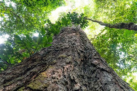 Ideflor Bio fortalece parcerias para a preservação das árvores gigantes