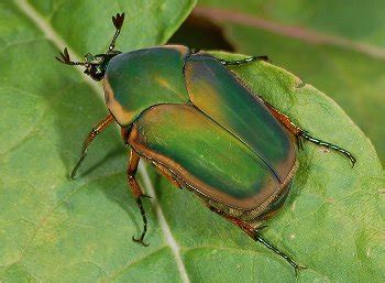 Family Scarabaeidae – ENT 425 – General Entomology