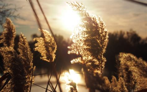 Free Images Tree Nature Branch Light Cloud Sky Sun Sunset