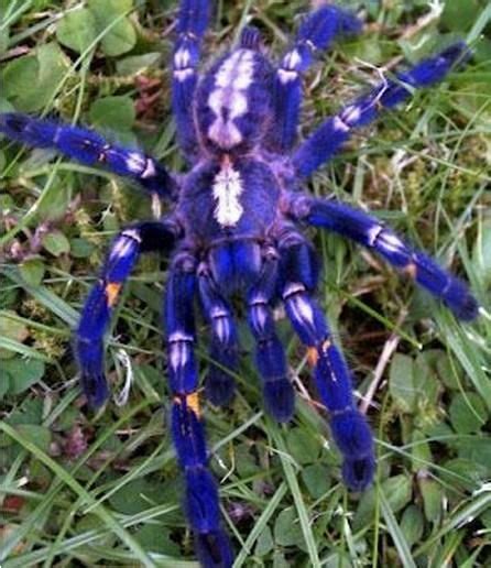 Top Strangely Beautiful And Unusual Spiders Paperblog Rare