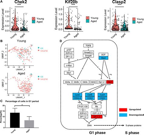 Frontiers Integrated Single Cell Bioinformatics Analysis Reveals