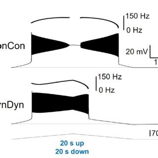 Influence Of Dynamic Na E Na Pump System On Neuronal Response To