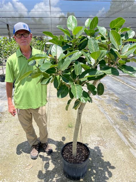 14 Ficus Audrey Std 6 NET Tri State Foliage Prebook Shop