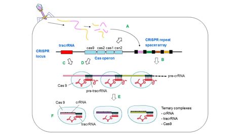 Crispr Cas Technology Revolutionizing Gene Editing And Understanding